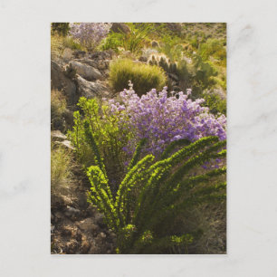 Postal plantas del desierto de Chihuahuan en flor