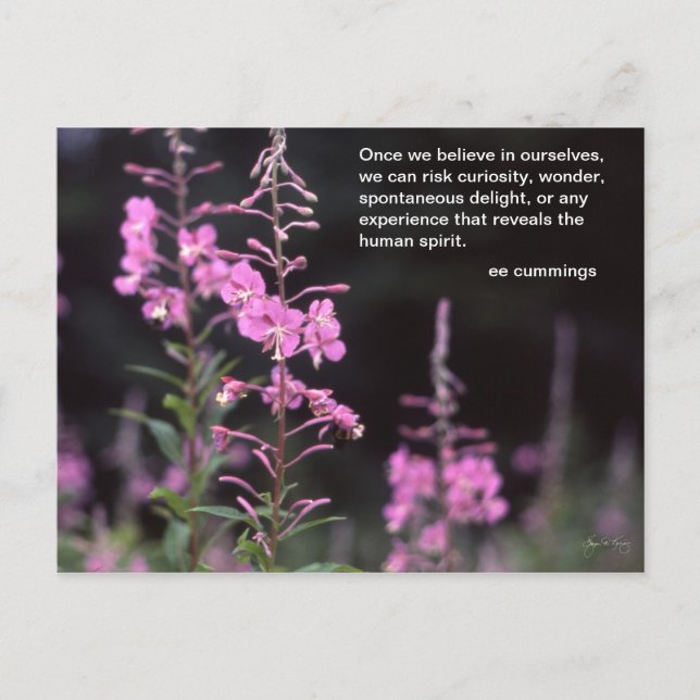 Postal Plantas del Fireweed - cita de los cummings de EE (Anverso)