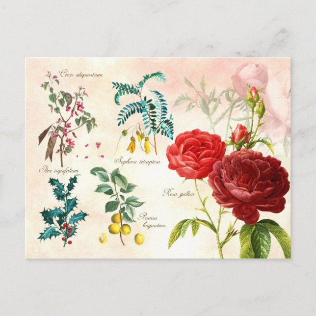 Postal Plantas florecientes ilustradas (Anverso)