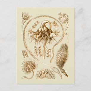 Postal Plantas marinas