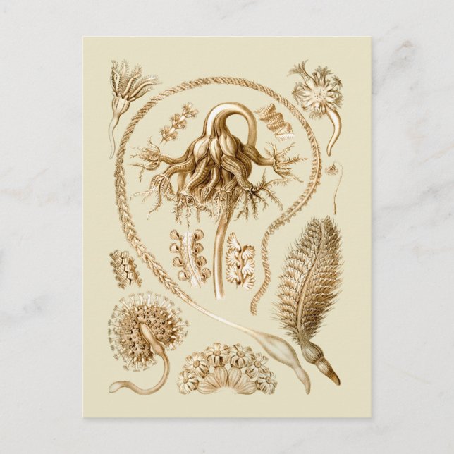 Postal Plantas marinas (Anverso)