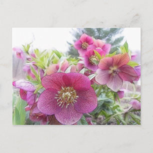 Postal Plantas perennes - Hellebore púrpura