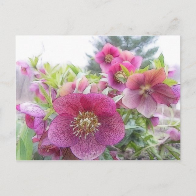 Postal Plantas perennes - Hellebore púrpura (Anverso)