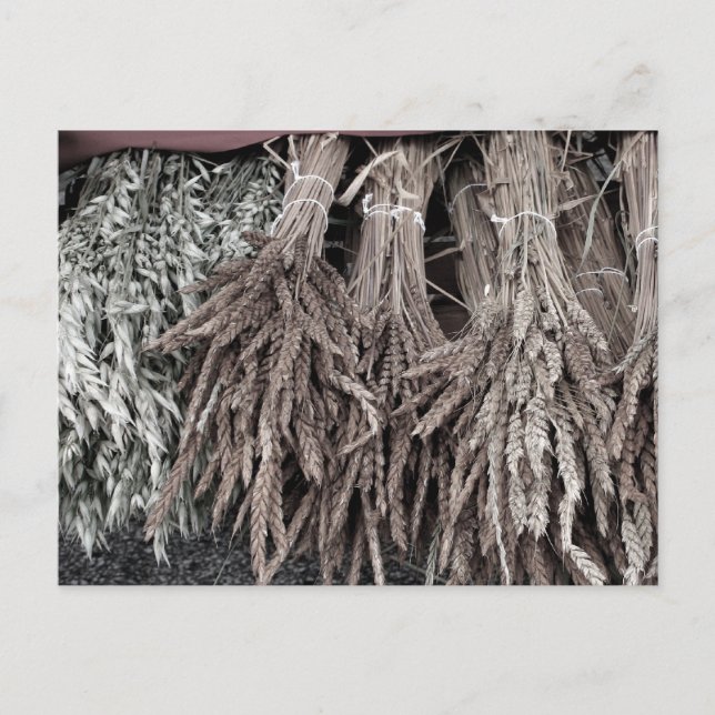 Postal Plantas secas para decorar (Anverso)