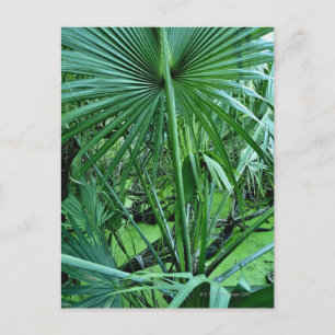 Postal Plantas tropicales en estanque de sal