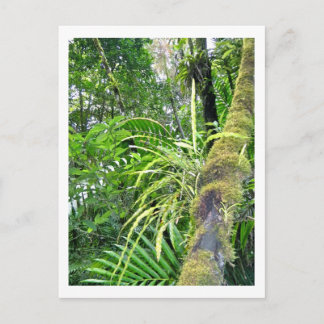 Postal Plantas tropicales en la selva tropical del