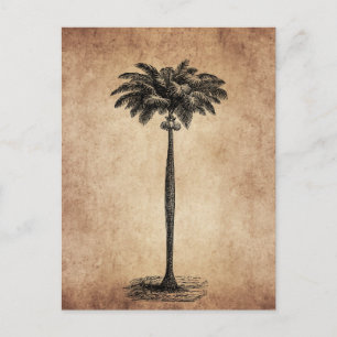 Postal Plantilla de árbol de palmas de la isla tropical v