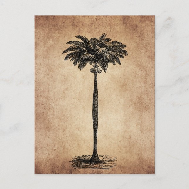 Postal Plantilla de árbol de palmas de la isla tropical v (Anverso)