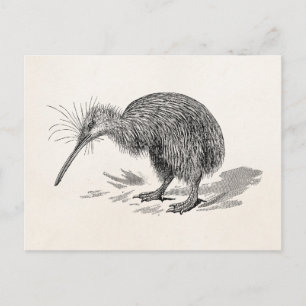 Postal Plantilla de Aves Antiguas de Kiwi Vintage