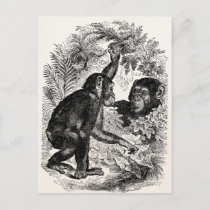 Postal Plantilla de chimpancé de mono de los años 1800