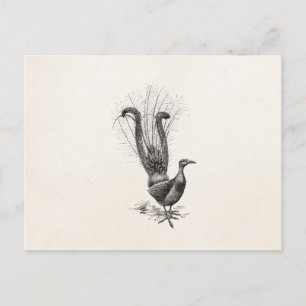 Postal Plantilla de Ilustracion de Bird Lyrebird