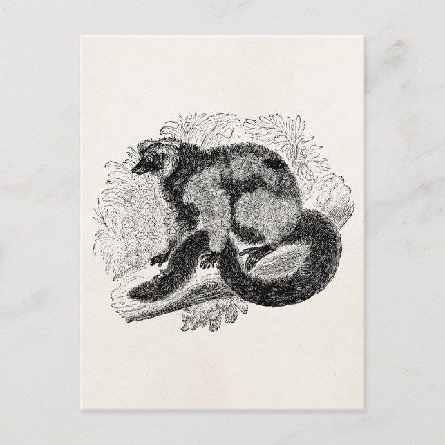 Postal Plantilla de Ilustracion de Lemur de la época vint (Anverso)