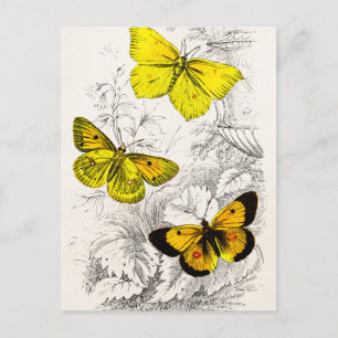 Postal Plantilla de mariposas Naranjas amarillas de los a