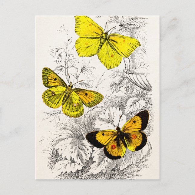 Postal Plantilla de mariposas Naranjas amarillas de los a (Anverso)