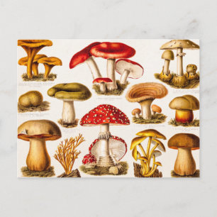 Postal Plantilla de variedad de hongos de la época de 180