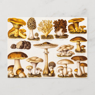 Postal Plantilla de variedad de hongos del siglo XIX