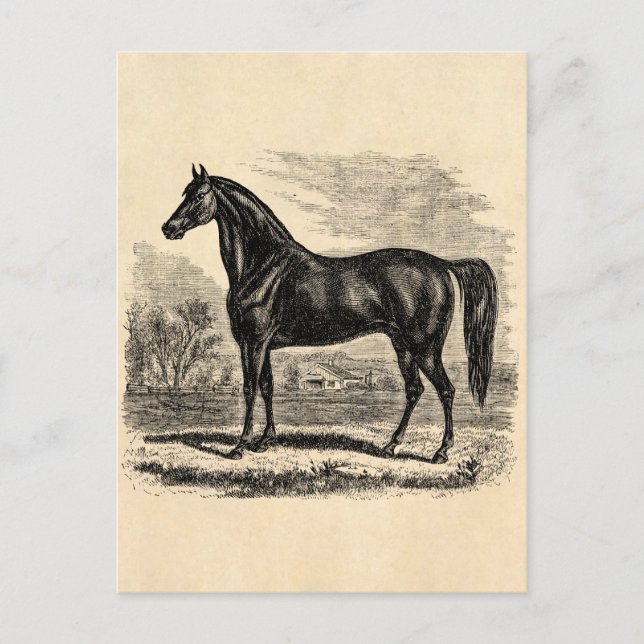 Postal Plantilla ecuestre Morgan de caballo vintage del s (Anverso)