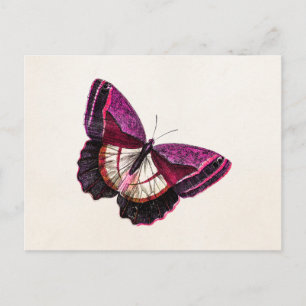 Postal Plantilla en blanco de mariposa rosa rosa rosa vin
