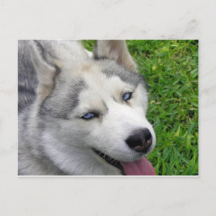 Postal Plantilla Husky Siberian