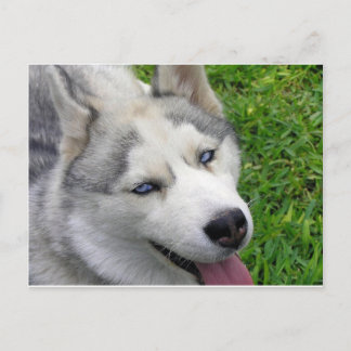 Postal Plantilla Husky Siberian