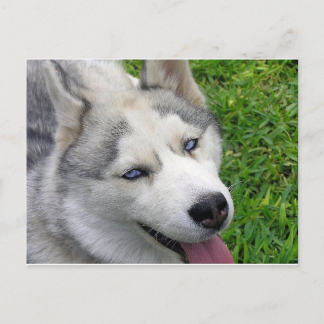 Postal Plantilla Husky Siberian (Anverso)
