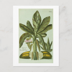 Postal Plátano, de Phytanthoza Iconographi de J. Weinmann