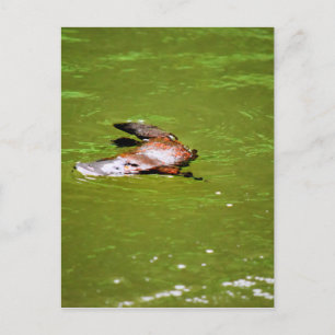 POSTAL PLATIPOS EN AGUA EUNGELLA AUSTRALIA