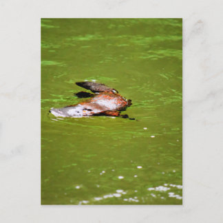 POSTAL PLATIPOS EN AGUA EUNGELLA AUSTRALIA