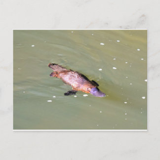 POSTAL PLATIPOS EN AGUA EUNGELLA AUSTRALIA