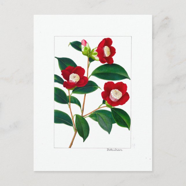 Postal Plato Camellia: Bokuhan (Anverso)