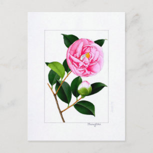 Postal Plato de Camellia: Hanafuki