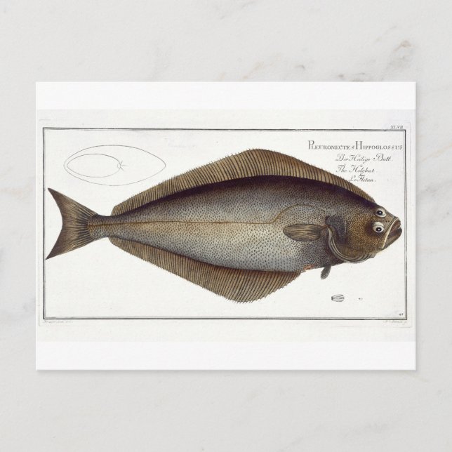 Postal Plato de Halibut (Pleuronectas Hippoglossus) XLVII (Anverso)