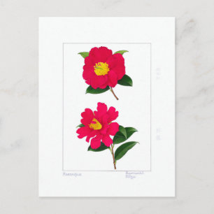 Postal Plato de Sasanqua: Ryomenko & Hiryu