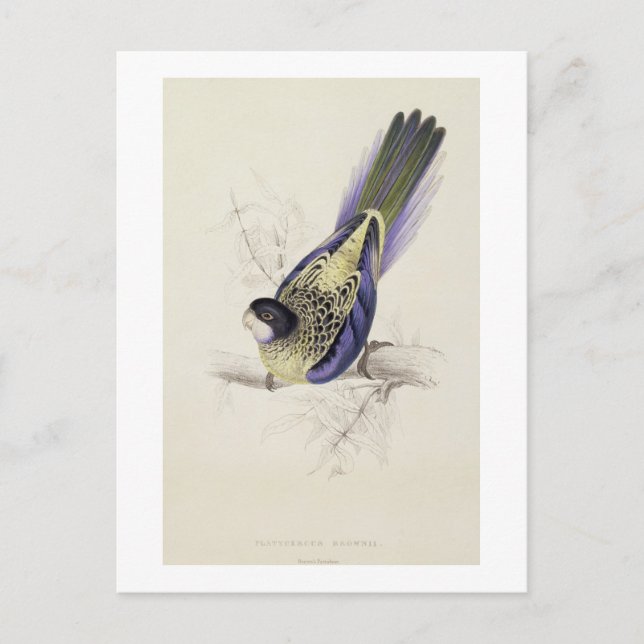 Postal Platycercus Brownii, o Parrakeet de Brown (placa 2 (Anverso)