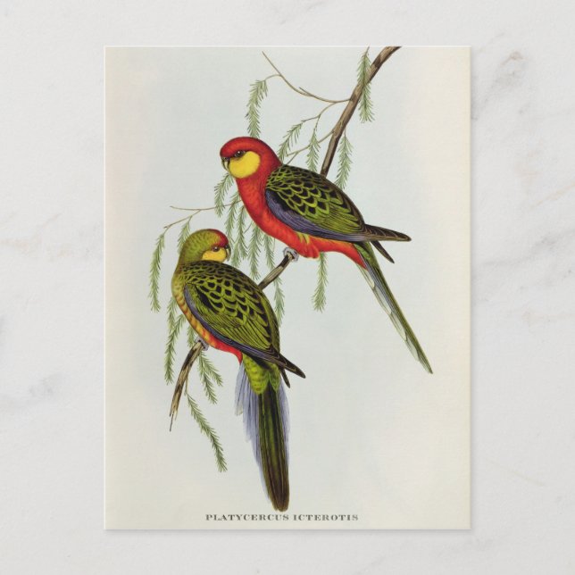Postal Platycercus Icterotis (Anverso)