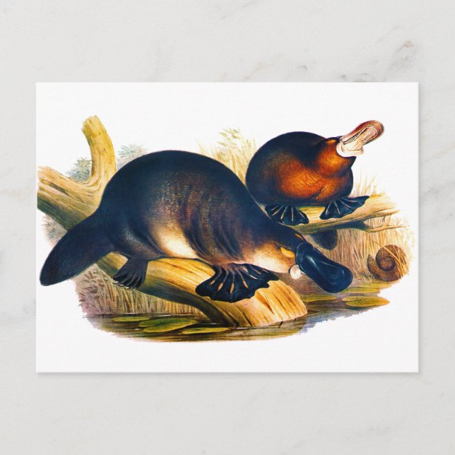 Postal Platypus (Anverso)