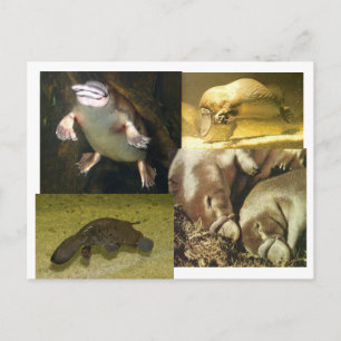 Postal Platypus Panorama