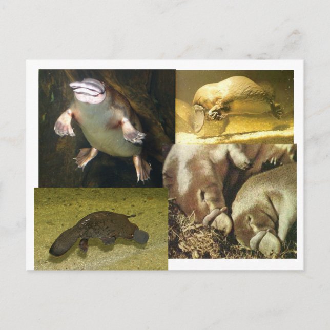 Postal Platypus Panorama (Anverso)