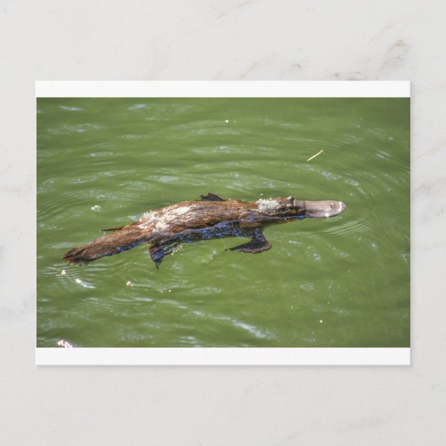 POSTAL PLATYPUS QUEENSLAND AUSTRALIA (Anverso)