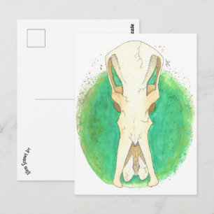 Postal Platypus Skull