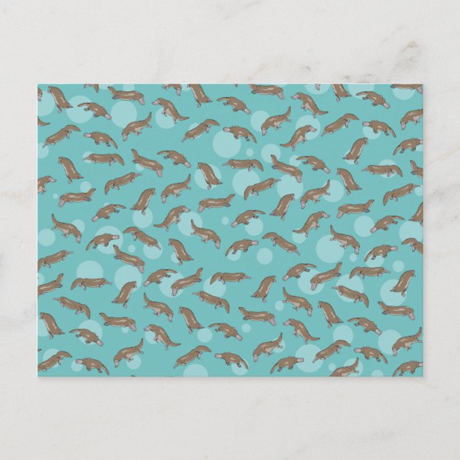 Postal Platypuses Natación (Anverso)
