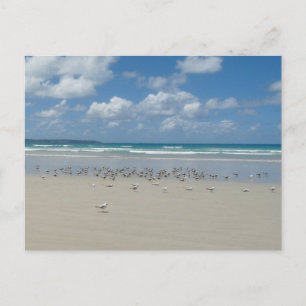 Postal Playa con gaviotas