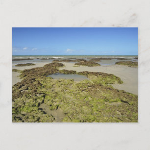 Postal Playa Emmagen, Parque Nacional Daintree (UNESCO 4