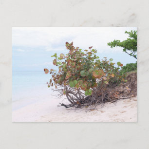 Postal Playa Lanikai en Oahu, Hawaii