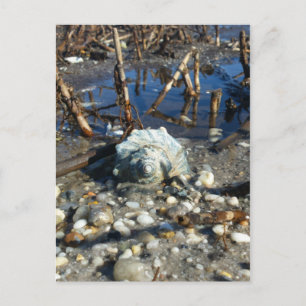 Postal Playa Pebble 2