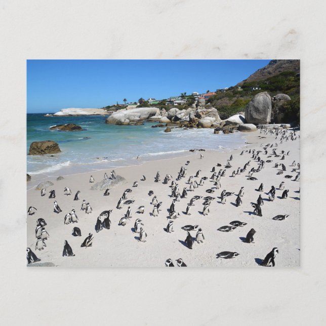 Postal Playa Penguins Boulders | Sudáfrica (Anverso)