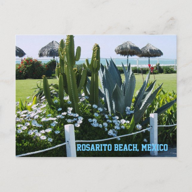 Postal Playa Rosarito, México (Cacti) (Anverso)