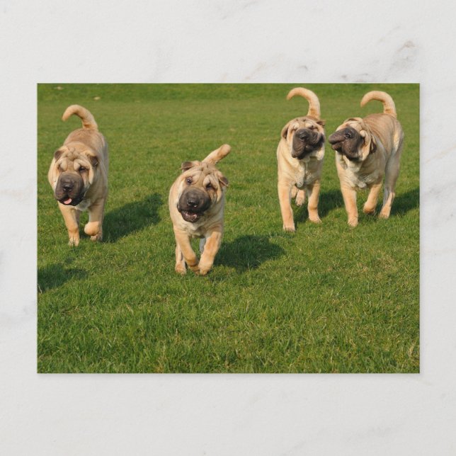 Postal Playas de Shar Pei (Anverso)
