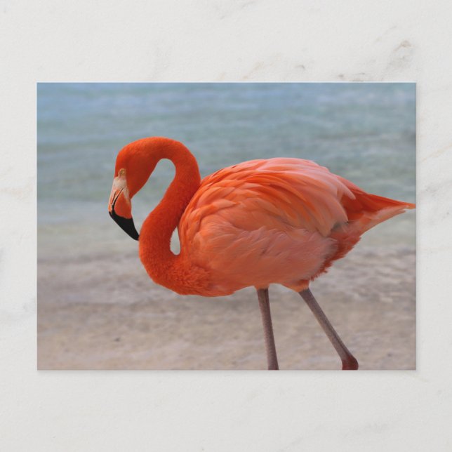 Postal Playas tropicales | Flamingo caribeño, Aruba (Anverso)