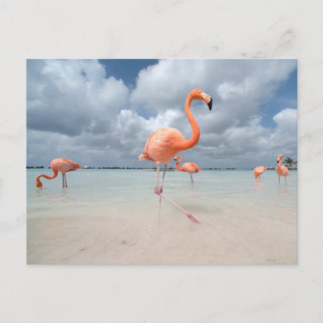 Postal Playas Tropicales | Playa de los Flamencos, Aruba (Anverso)